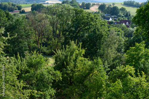 orchard