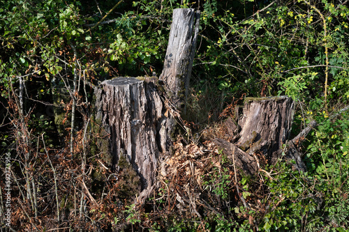 tree stump