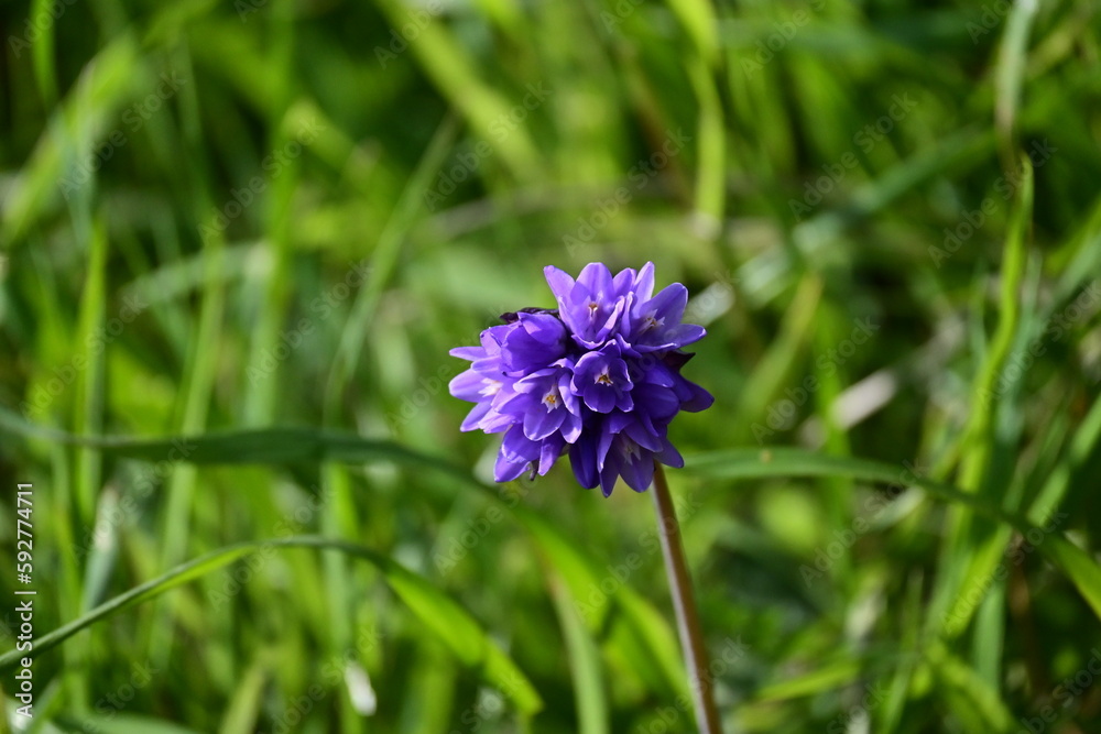 Obraz premium blue flowers on a meadow