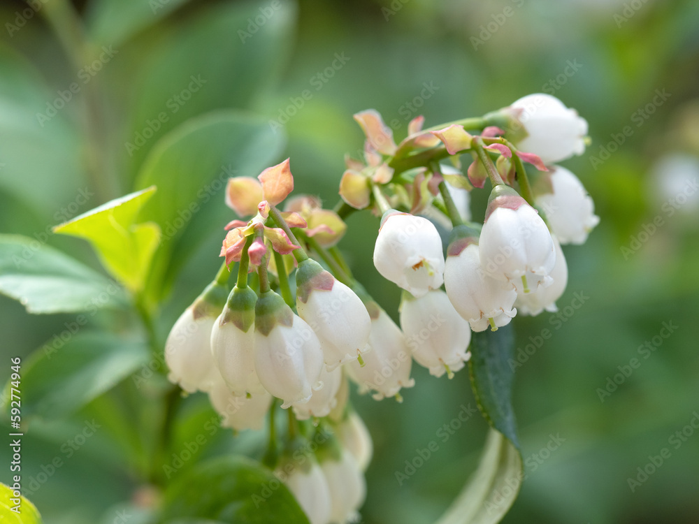 ブルーベリーの花 ブルーベリーの花