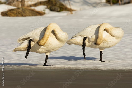 Fototapeta Naklejka Na Ścianę i Meble -  Whooper swan (Cygnus cygnus) pair preening their fearhers in sync on the ice in early spring.
