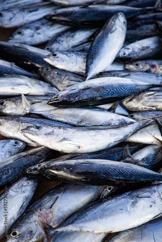 flat lay of fresh fish on the market © Melinda Nagy