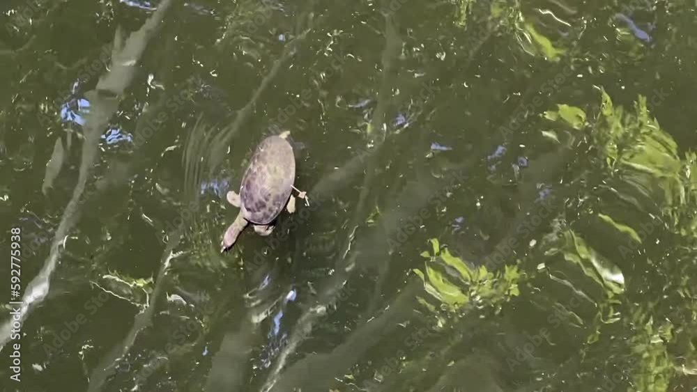 Florida softshell turtles (Apalone ferox) swimming in a pond. Turtle with a flattened, pancake-like body, a long neck, an elongated head with a long snorkel-like nose, and large webbed feet. Florida softshell turtles (Apalone ferox) swimming in a pond. Turtle with a flattened, pancake-like body, a long neck, an elongated head with a long snorkel-like nose, and large webbed feet.