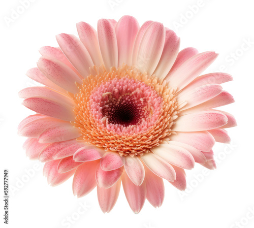 Gerbera flower isolated. Illustration AI Generative.