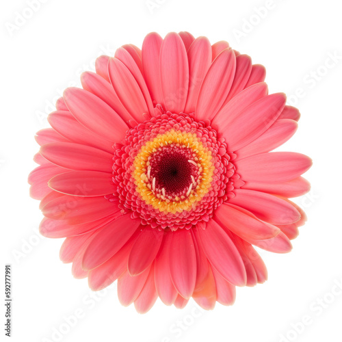 Gerbera flower isolated. Illustration AI Generative.