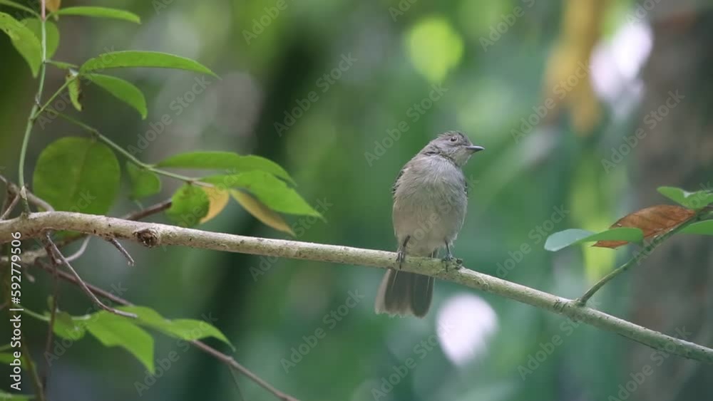 bird on a branch bird on a branch