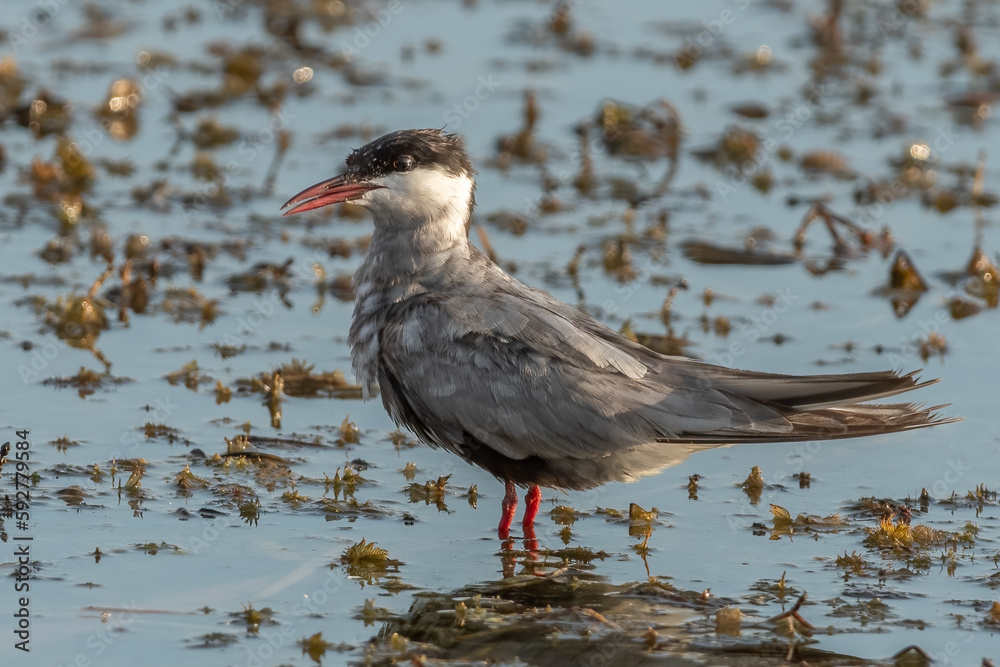 Whiskered tern standing in the water with open beak Whiskered tern standing in the water with open beak