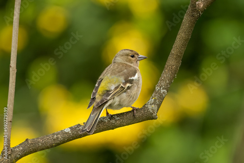 Common chaffinch standing on a branch