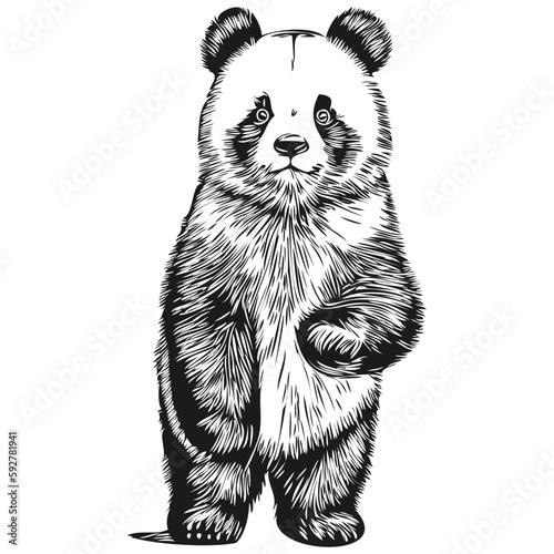 Cute hand drawn Panda, vector illustration black and white Pandas