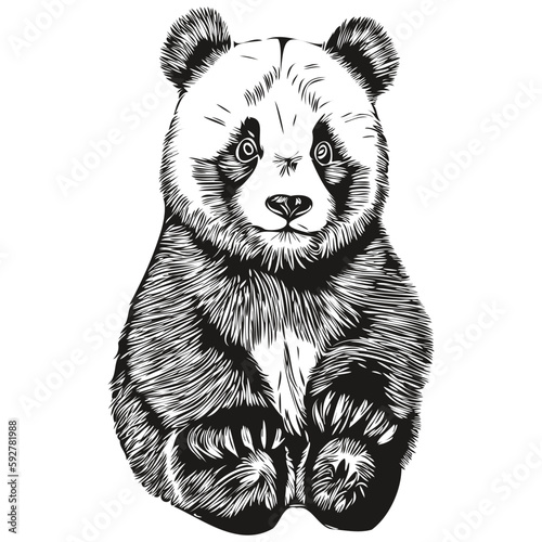 Hand drawn Panda on a white background  Pandas