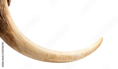 Prehistoric mammoth tusk isolated on white background. Elephant horn generated AI image photo
