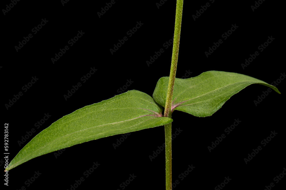 Green leafs of the flower of zinnia, isolated on black background Green leafs of the flower of zinnia, isolated on black background