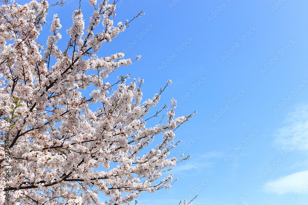 봄이 오는걸 알려주는 아름다운 봄꽃. 벚꽃