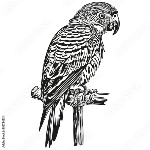 parrot sketch, hand drawing of wildlife, vintage engraving style, vector illustration parrots
