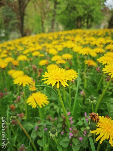 Yellow flowers of dandelions in green meadow backgrounds. Spring and summer background.