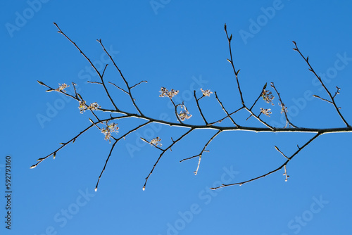 Blüten der Flatterulme (Ulmus laevis) photo