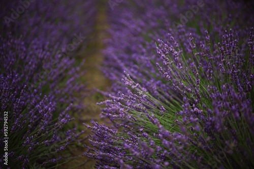 beautiful single sprigs and flowers of lavender on the background of a lavender field in lavender bushes
