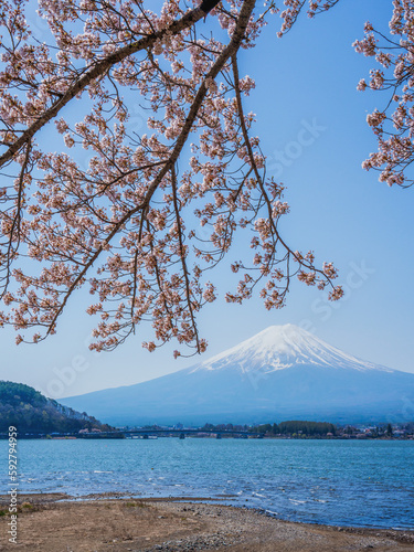 桜と富士山 © hide_rabbit