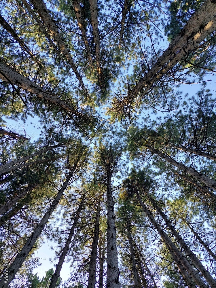 Fototapeta premium trees in the forest