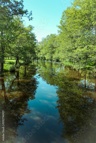 lake in the forest