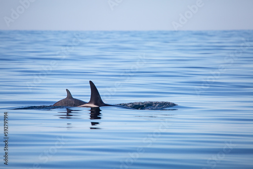 Killer whale - orcinus orca