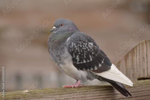 Rock Pigeon on a railing