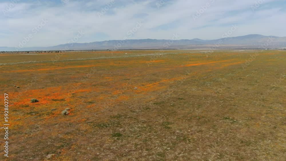 Poppy Antelope Valley Aerial Shot Rotate R California USA Poppy Antelope Valley Aerial Shot Rotate R California USA