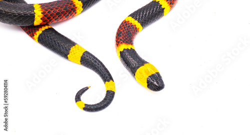 Venomous Eastern coral snake - Micrurus fulvius - close up macro of head and tail.  Top dorsal view isolated on white background photo