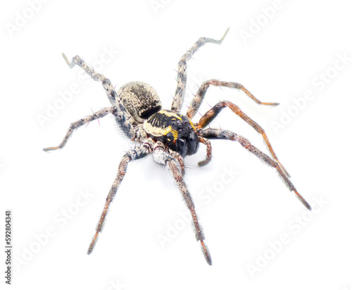 Florida wolf spider - Sosippus floridanus - large beautiful wolf spider in the family Lycosidae. Front top profile view with incredible detail isolated on white background