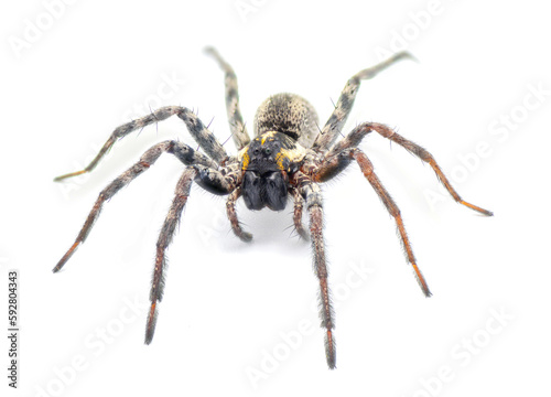 Florida wolf spider - Sosippus floridanus - large beautiful wolf spider in the family Lycosidae. Front face view with incredible detail isolated on white background © Chase D’Animulls