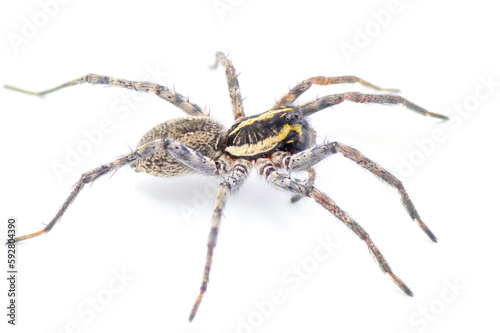 Florida wolf spider - Sosippus floridanus - large beautiful wolf spider in the family Lycosidae. Side profile view with incredible detail isolated on white background