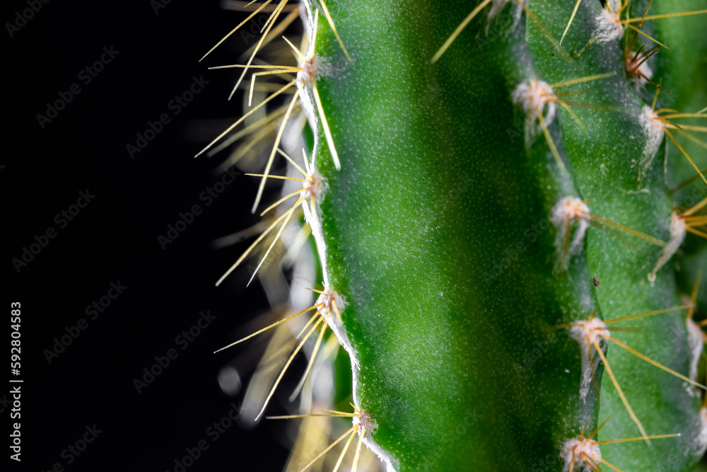 Close up eines kleinen grünen Kaktusses Close up eines kleinen grünen Kaktusses
