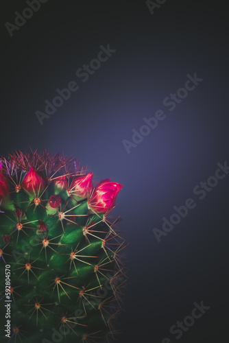 Close up kleiner grüner Kaktus mit Blüten in Magenta rot