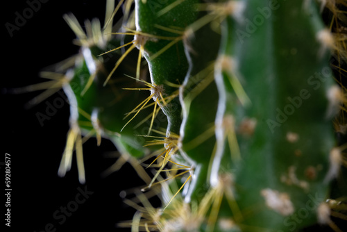 Close up kleine grüne Kakteen