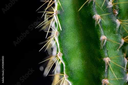 Close up eines kleinen grünen Kaktusses