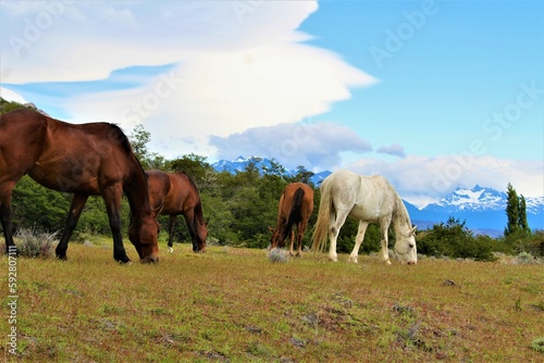 Cavalos patagônicos