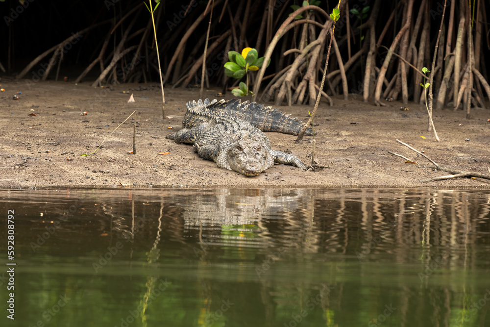 Saltwater Crocodile, Port Douglas Australia Saltwater Crocodile, Port Douglas Australia