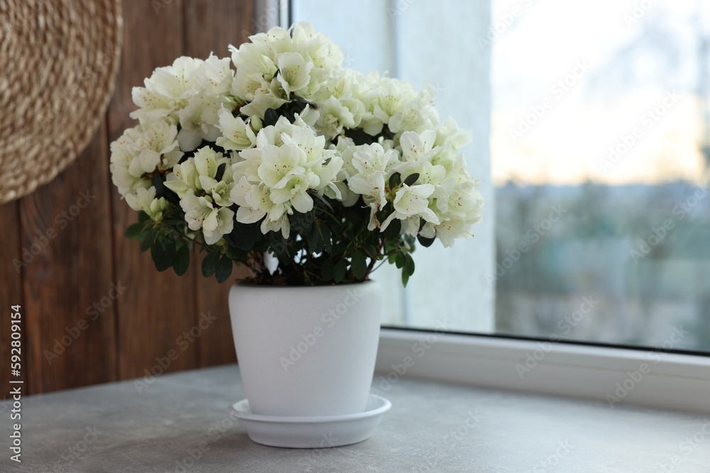 Fototapeten Azalee Azalee - Beautiful azalea flowers in pot on windowsill indoors #592809154