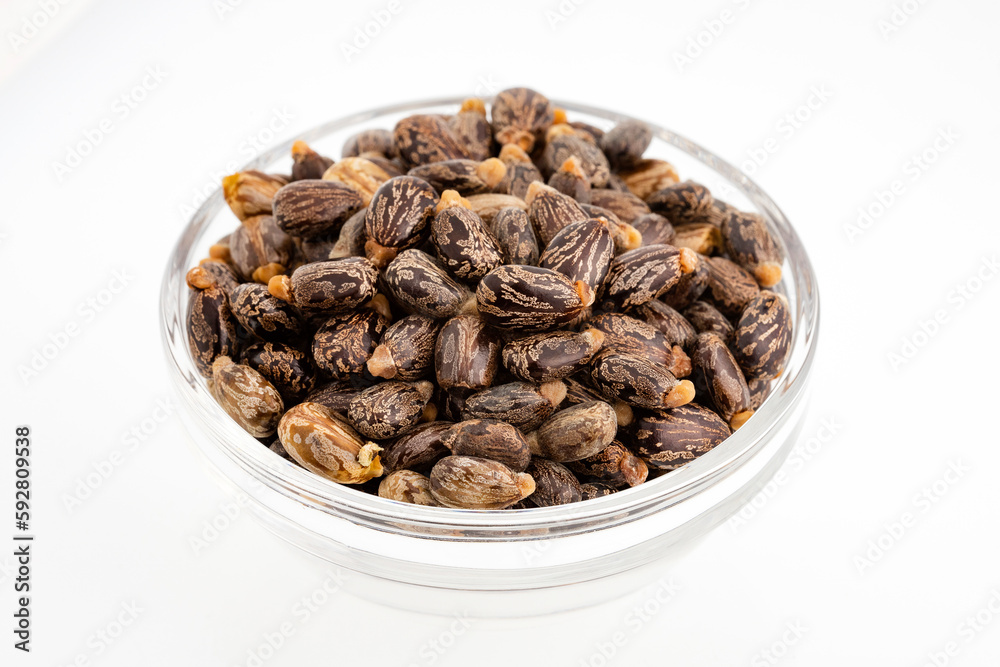 Organic castor seeds and fruits - Ricinus communis Organic castor seeds and fruits - Ricinus communis
