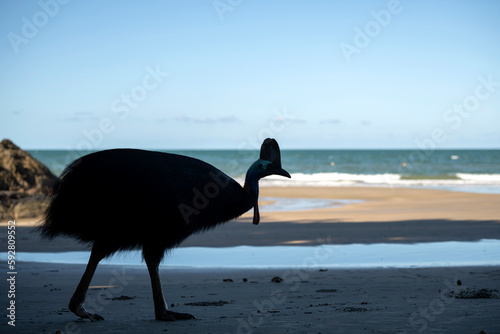 Cassowary bird on the beach, Australia photo