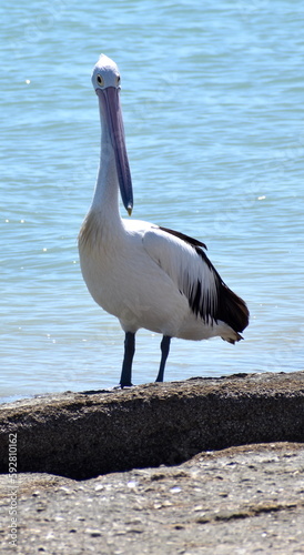 Pelican photo