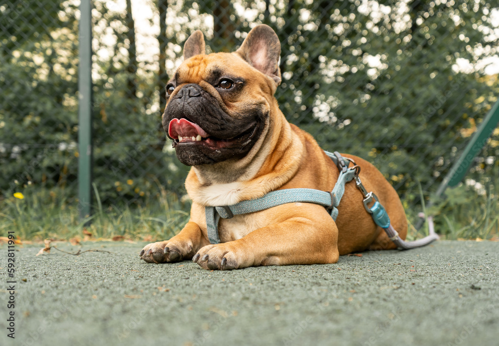 French bulldog puppy on walking in the summer park. Close up cute bulldog lying