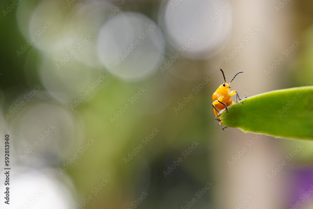 Aulacophola semilis Oliver is one of the insect pests. Aulacophola semilis Oliver is one of the insect pests.