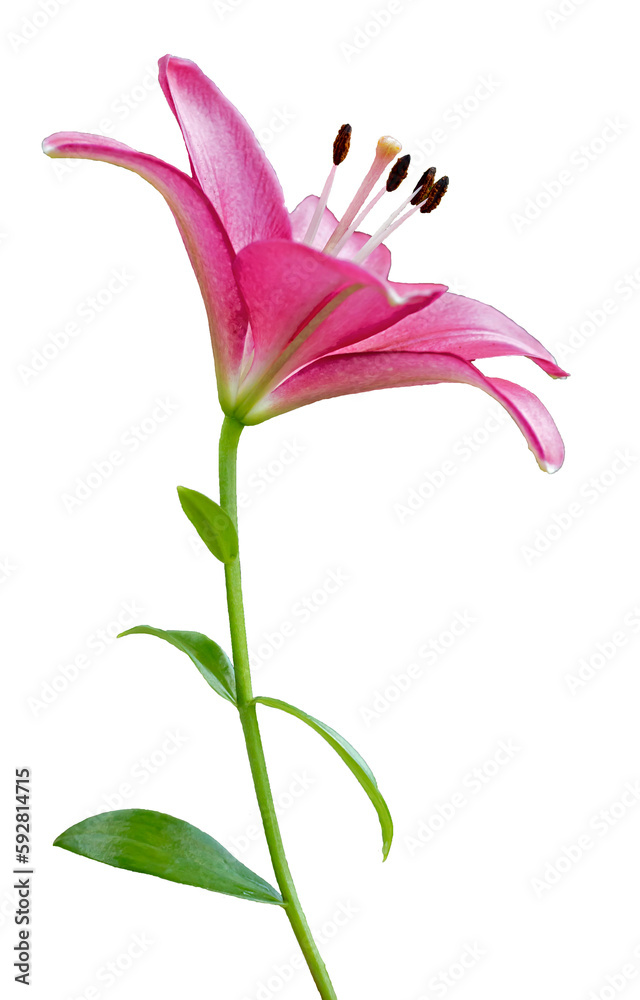 pink lily isolated on white, close up photo, cut out