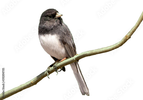 Dark eyed junco bird perching on a branch and looking right, cut out photo