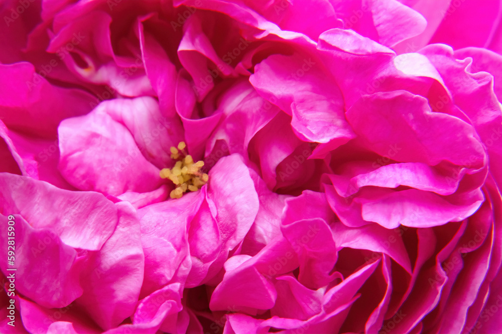 Pink peony flower macro photo background