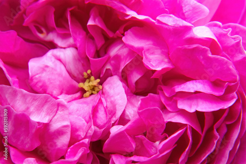 Fototapeta Naklejka Na Ścianę i Meble -  Pink peony flower macro photo background