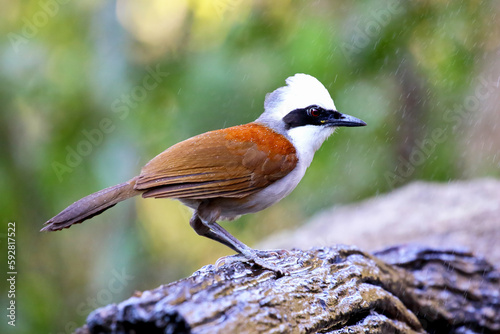 Beautiful White-crested laughing thrush live in tropical forest.