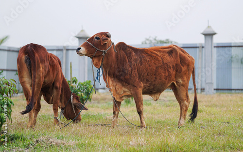 Two Sahiwal Cow Walking and Eating Grass on the Green Meadow  Indigenous Sahiwal Cows  Sahiwal Cattle Eating Grass on the Farm.