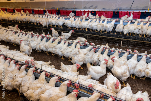 Breeding roosters and hens for meat feed inside the breeding area of a poultry farm, in Brazil. Brazilian poultry production is one of the most respected poultry industries in the world.